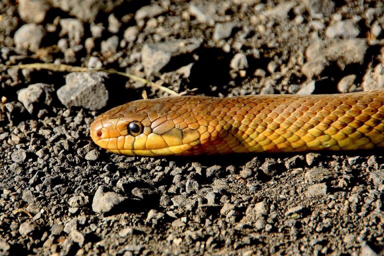 Can you see snakes with thermal imaging?